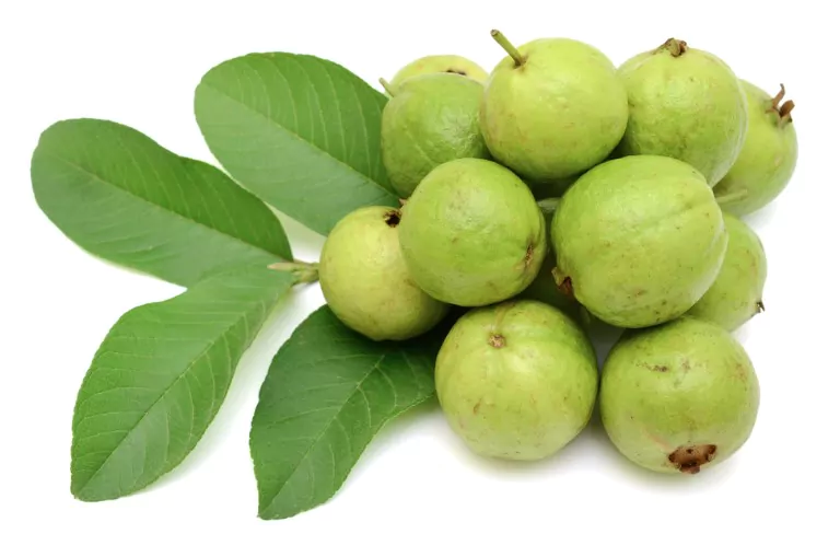 fresh guava fruits isolated on white background