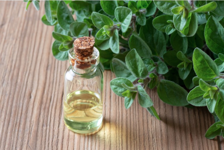 a bottle of essential oil with fresh oregano twigs