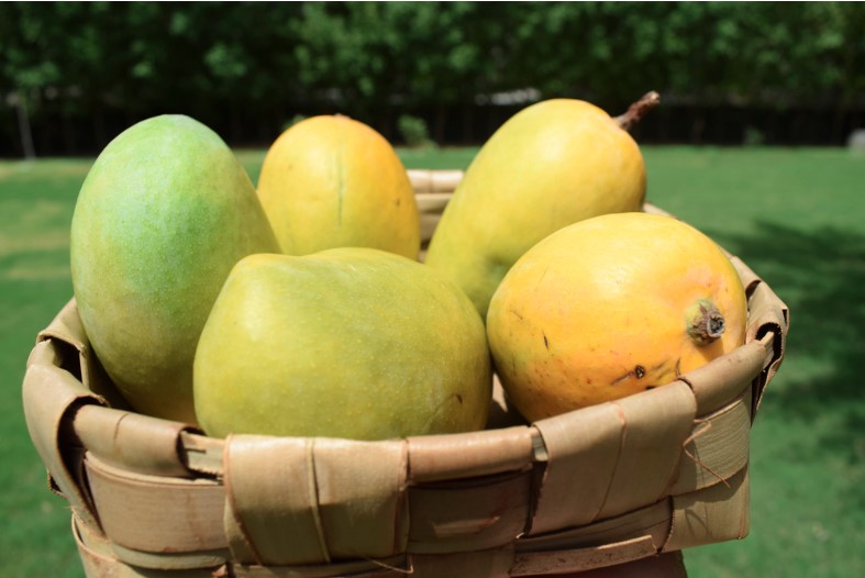 kesar mangoes