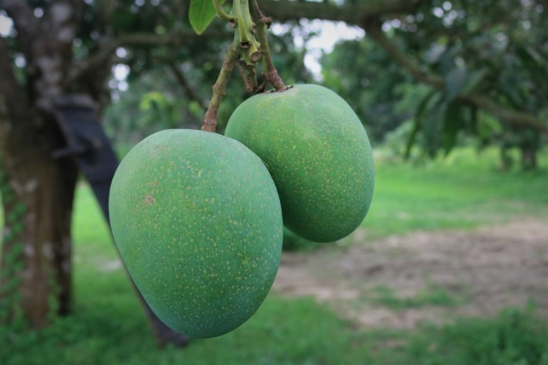 himsagar mangoes