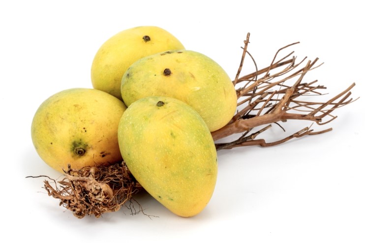 badami mangoes