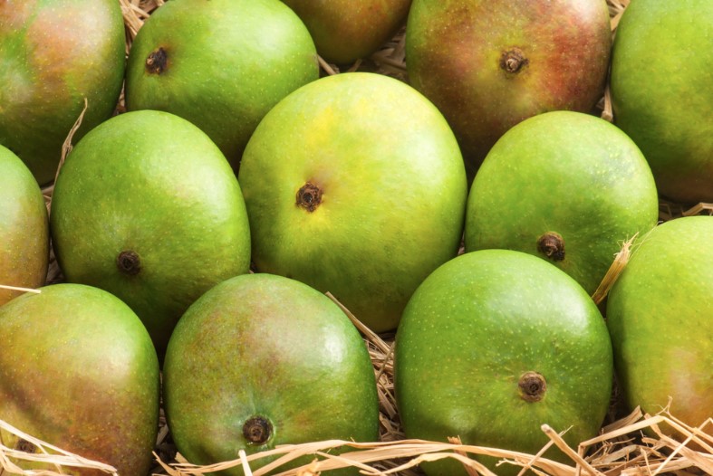 bombay green mangoes