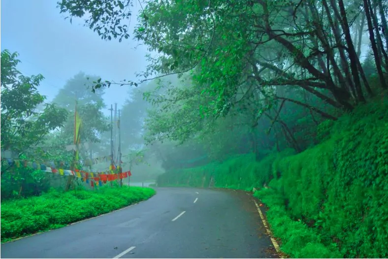 a street in gangtok passing through a forest covered in mist or fog