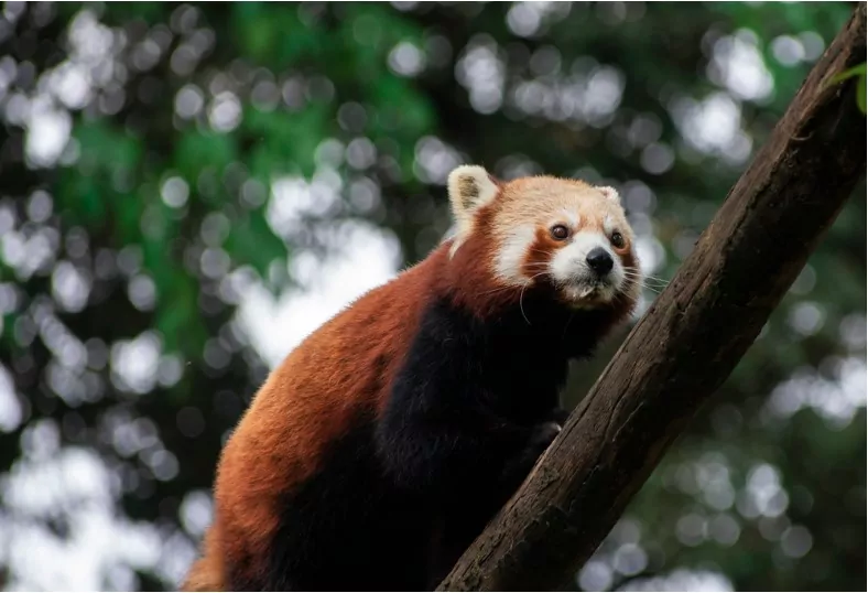 a red panda at himalayan zoological park