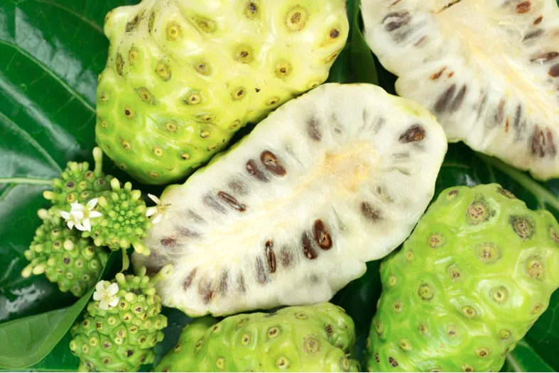 cut noni fruit seen from above