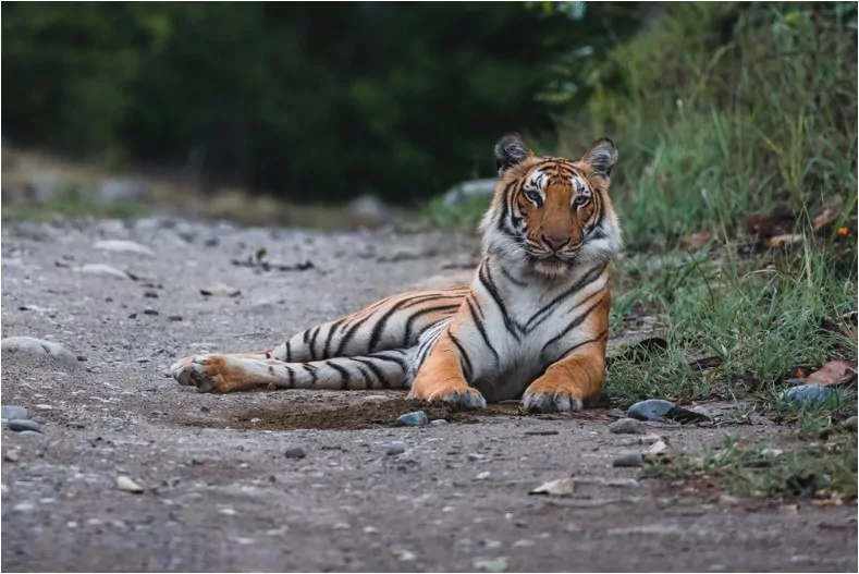 royal bengal tiger jim corbett national park