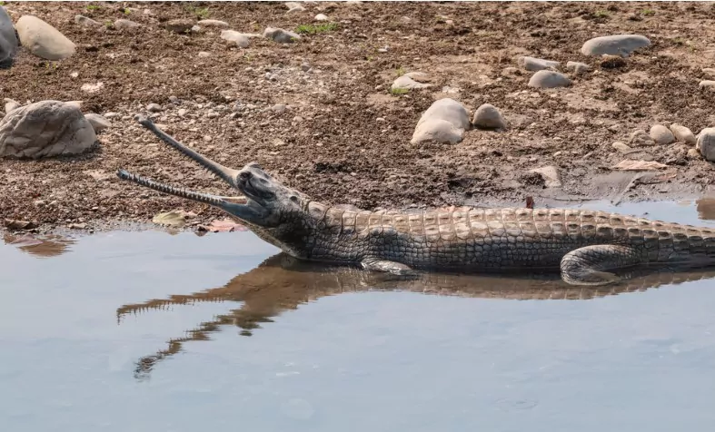 fish eating crocodile in jim corbett national park in summer