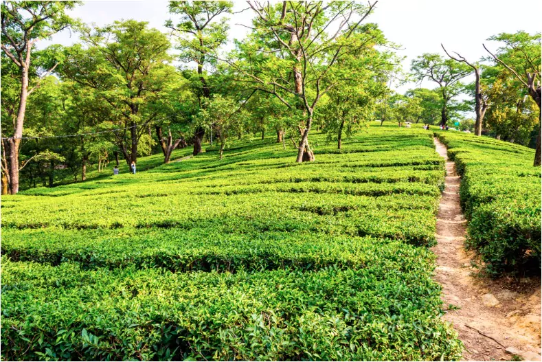 tea gardens dharamshala