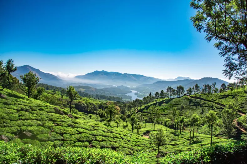 munnar tea plantations in summer