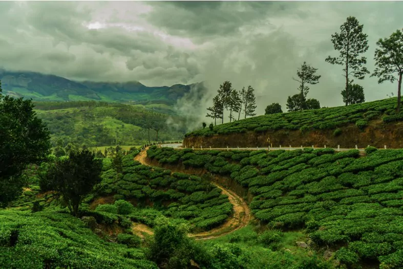 munnar tea plantation during monsoon
