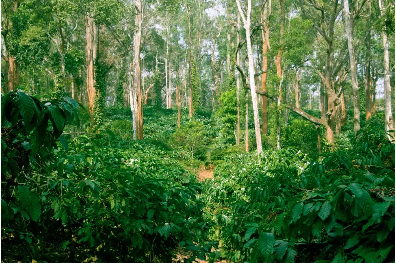 coffee plantation in coorg