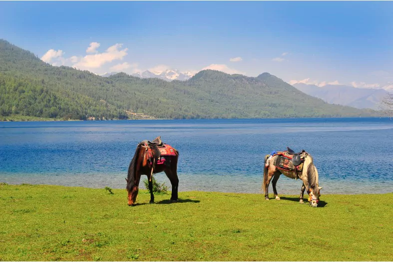 horse eating grass at rara lake nepal