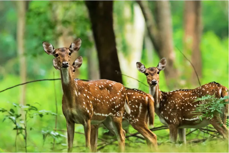 deer spotted at wayanad wildlife sanctuary