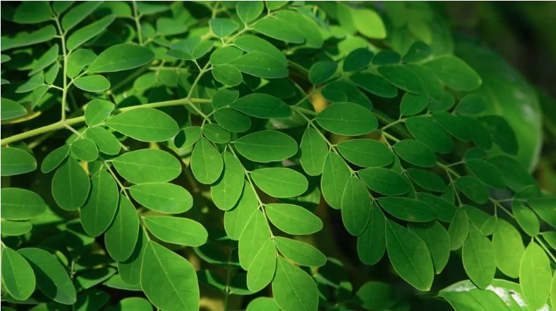 fresh green moringa leaves medicinal plant