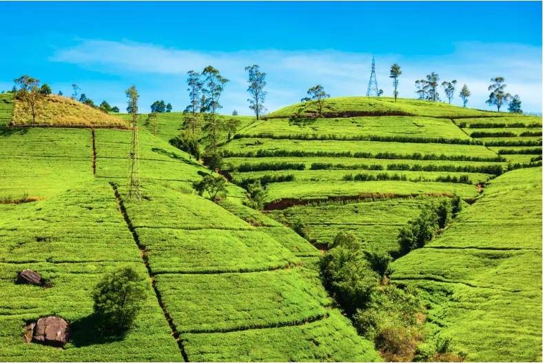 nuwara eliya tea plantation in sri lanka