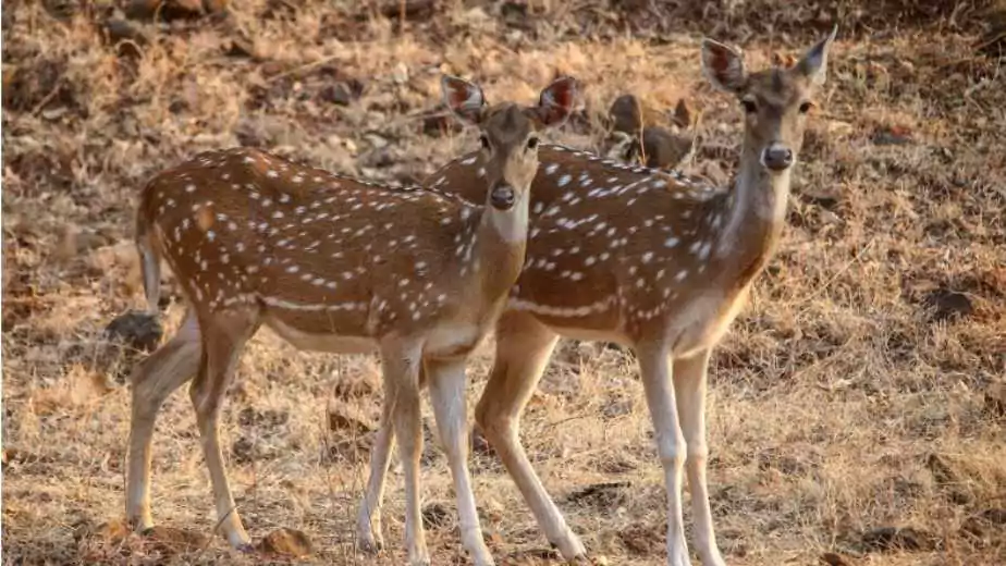 pair of spotted dear chital standing under the forest of sasan gir