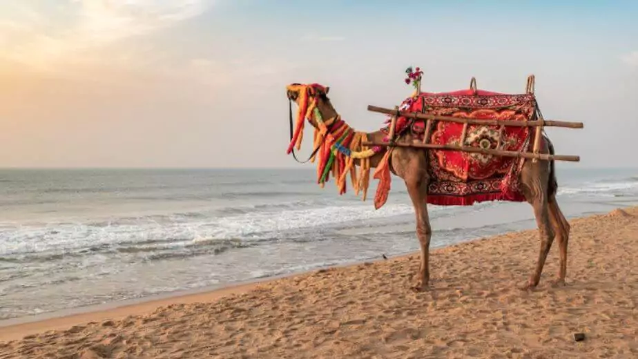 a domestic decorated camel standing on the baleshwar sea beach