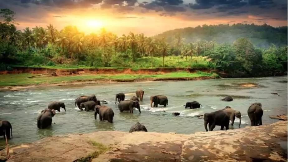 herd of elephants bathing in the jungle river of sri lanka