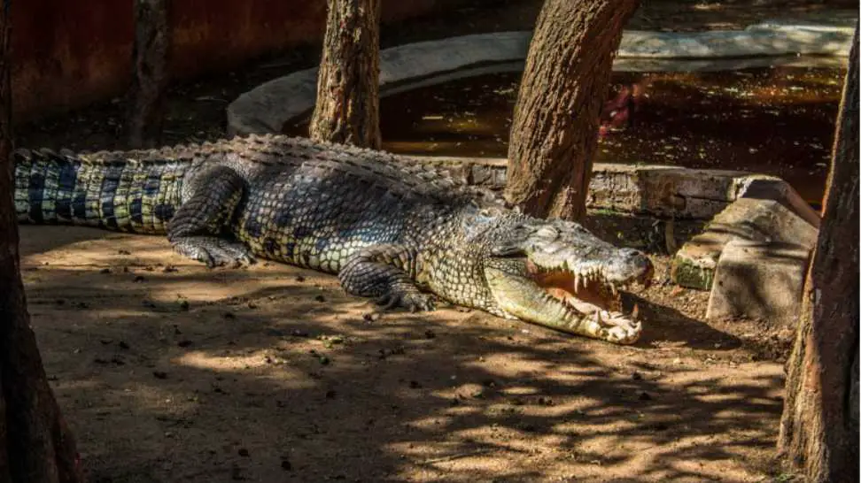 crocodiles sitting in an enclosure in chennai