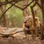 asiatic lion in the nature habitat in gir forest