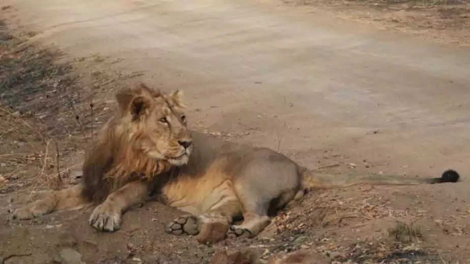 asiatic lion clicked at gir national park