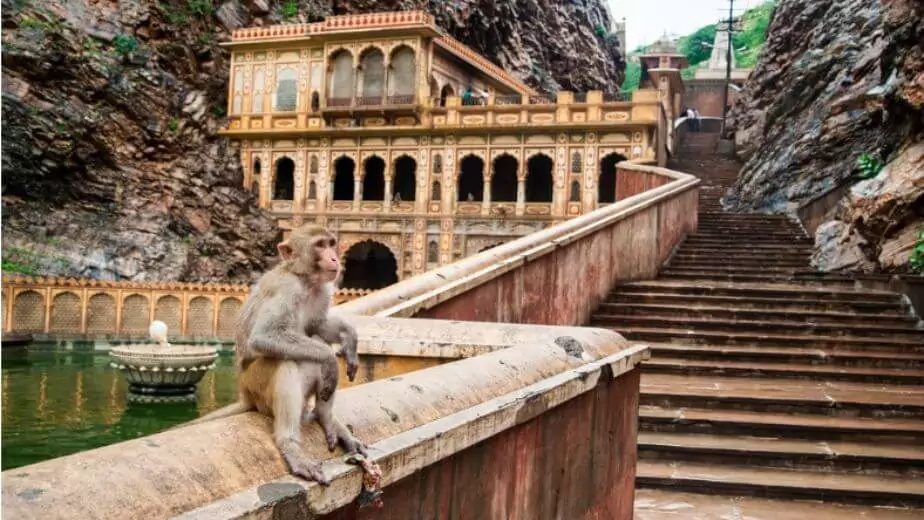 a monkey inside galtaji hindu temple or monkey temple near the city of jaipur