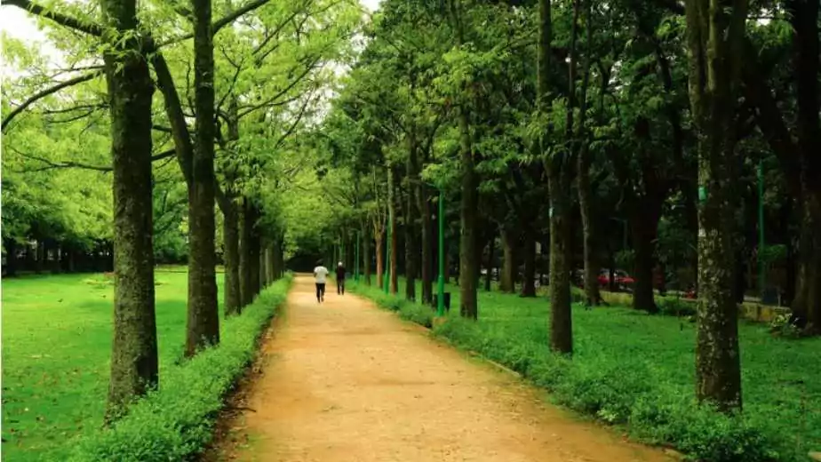 tree garden in cubbon park bangalore