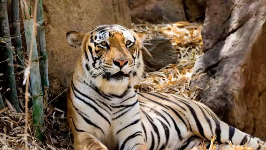 tiger in bannerghatta national park